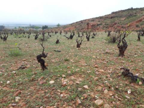 Finca rústica en calle Barranquillos (Polig...